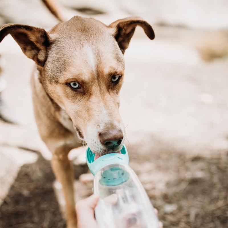 Doggy Portable Drinking Water Bottle